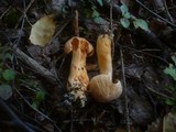 Chroogomphus rutilus image