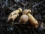 Chroogomphus rutilus image