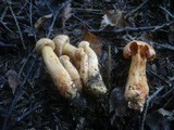 Chroogomphus rutilus image