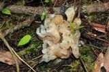 Helvellosebacina concrescens image