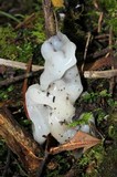 Helvellosebacina concrescens image