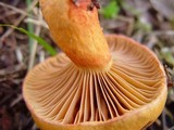 Chroogomphus fulmineus image