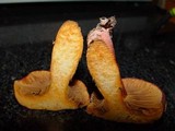 Chroogomphus fulmineus image