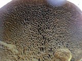 Phellinus gilbertsonii image