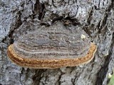 Phellinus gilbertsonii image