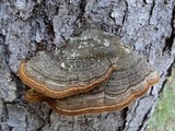 Phellinus gilbertsonii image