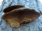 Phellinus gilbertsonii image
