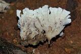Hydnopolyporus fimbriatus image