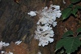 Hydnopolyporus fimbriatus image