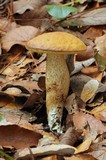 Leccinum rugosiceps image