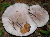Lepista glaucocana image