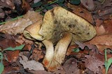 Leccinum rugosiceps image