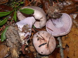 Lepista glaucocana image