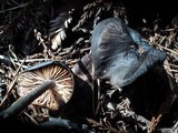 Entoloma parvum image