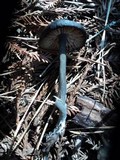 Entoloma parvum image