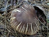 Tricholoma imbricatum image