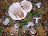 Lepista glaucocana image