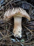 Tricholoma imbricatum image