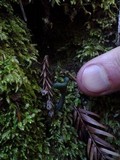 Microglossum viride image
