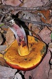 Rubroboletus dupainii image