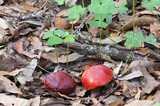 Rubroboletus dupainii image