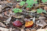 Rubroboletus dupainii image