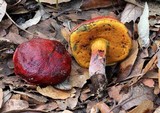 Rubroboletus dupainii image