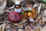 Rubroboletus dupainii image