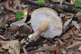 Tylopilus rubrobrunneus image
