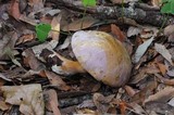 Tylopilus rubrobrunneus image