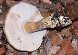 Tylopilus rubrobrunneus image
