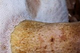 Tylopilus rubrobrunneus image