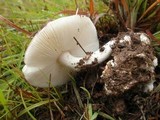Amanita marmorata image