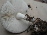 Amanita marmorata image