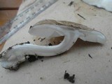 Amanita marmorata image