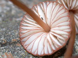 Mycena californiensis image
