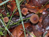 Mycena californiensis image