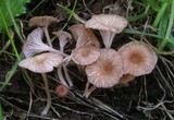 Contumyces rosellus image