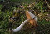 Psathyrella longistriata image