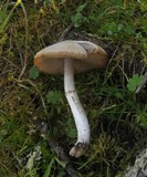 Psathyrella longistriata image