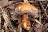 Austroboletus rostrupii image