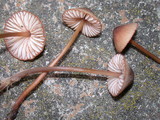 Mycena californiensis image