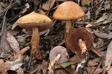 Austroboletus rostrupii image