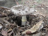 Amanita luteolovelata image