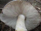 Amanita luteolovelata image
