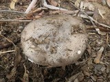 Amanita luteolovelata image