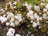 Ochrolechia frigida image
