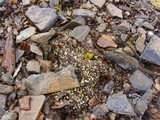 Arthrorhaphis citrinella image
