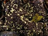 Arthrorhaphis citrinella image