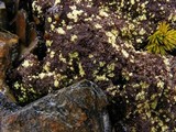 Arthrorhaphis citrinella image